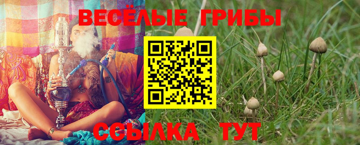 Псилоцибиновые грибы Psilocybine cubensis Кропоткин